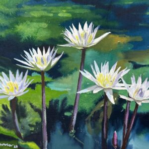 White Waterlily